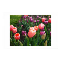 Pretty Tulips posters