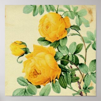 Pretty Vintage Yellow Roses Square Crop print