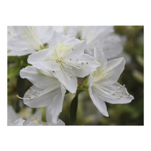 Pretty white azalea flowers Christian wedding Personalized Invite