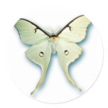 Pretty White Butterfly Design Round Stickers