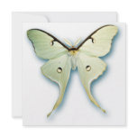 Pretty White Butterfly Invitations