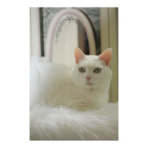 Pretty White Cat posters