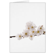 Pretty White Cherry Blossoms Card