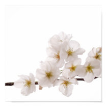 Pretty White Cherry Blossoms Poster posters