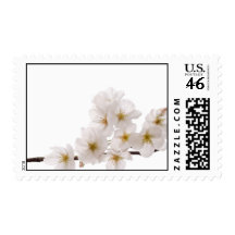 Pretty White Cherry Blossoms Stamps