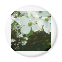 Pretty White Flowers magnets by NixxysPicks Pretty White Flowers magnets