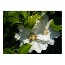 Pretty White Flowers posters by princessklb07 Pretty White Flowers posters