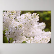 Pretty White Lilacs Photo posters