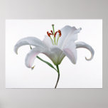 Pretty White Lily Flower Print