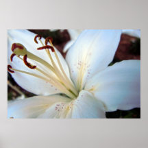 Pretty White Lily Print