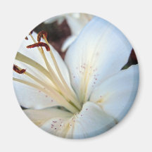 Pretty White Lily Refrigerator Magnet