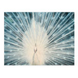 Pretty White Peacock Post Card