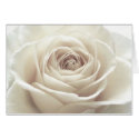 Pretty White Rose cards