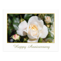 pretty white rose flower happy anniversary postcard