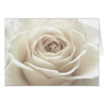 Pretty White Rose Greeting Card
