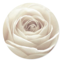 Pretty White Rose Sticker