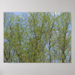Pretty Willow Leaves Poster