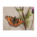 Pretty Wings Postcard