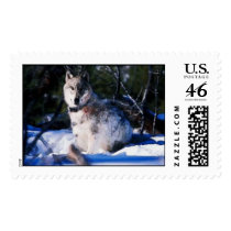 Pretty Wolf (Stamps)