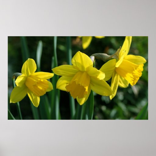 Pretty yellow daffodil flowers posters