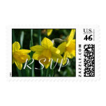Pretty yellow daffodil flowers stamp