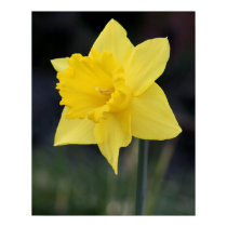 Pretty Yellow Daffodil posters by kimboj1 Pretty Yellow Daffodil posters