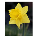 daffodil, yellow, flower, flowers, lone, only,