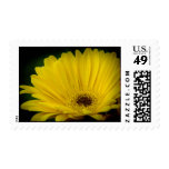 Pretty Yellow Daisy Dark Edge Postage Stamp