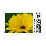 Pretty Yellow Daisy Stamp