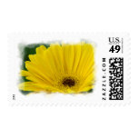 Pretty Yellow Daisy White Edge Postage Stamp
