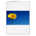 Pretty Yellow Flower Designs Cards