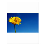 Pretty Yellow Flower Designs Post Cards