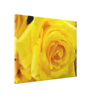 pretty yellow rose flower stretched canvas prints