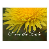 Pretty yellow wild flower dandelion save the date postcards