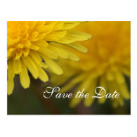 Pretty yellow wild flower dandelion save the date post card