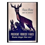 Prevent Forest Fires Post Cards