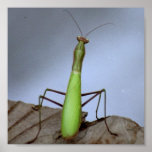 Preying Mantis Print