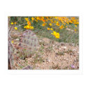 Prickley Pear Cactus & Poppy posters by MiCasaTours Prickley Pear Cactus & Poppy posters
