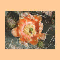 Prickly Pear Bloom Postcard