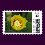 Prickly Pear Cactus Bloom