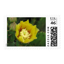 Prickly Pear Cactus Bloom postage by princessklb07 Prickly Pear Cactus Bloom postage