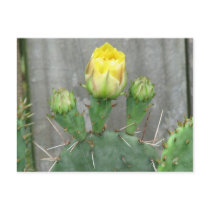 Prickly Pear Cactus Blooms postcards by princessklb07 Prickly Pear Cactus Blooms postcards