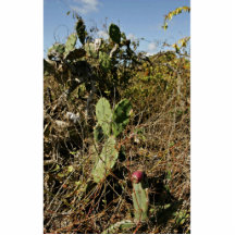 Cactus Cut Outs