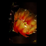 Prickly Pear Cactus Flower Poster posters
