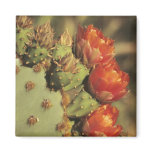 Prickly pear cactus in bloom, Arizona-Sonora 2 magnets