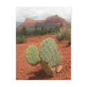Prickly pear cactus in Sedona, Arizona postcard