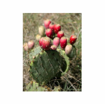 Prickly Pear Cactus In Texas photo sculptures by lifesphere Prickly Pear Cactus In Texas photo sculptures