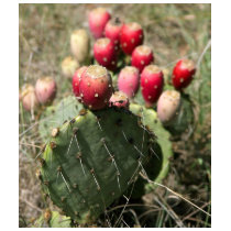 Prickly Pear Cactus In Texas t-shirts