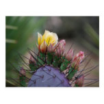 Prickly Pear Cactus Post Card