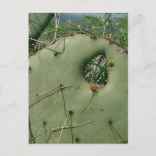 Prickly Pear Cactus postcard